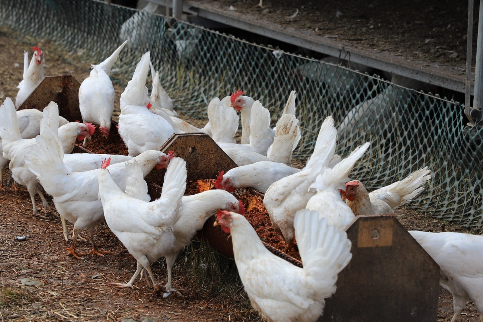 Høns spiser restprodukter i hønsegården på Hegnsholt
